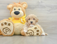 7 week old Poochon Puppy For Sale - Premier Pups