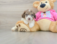 7 week old Poochon Puppy For Sale - Premier Pups