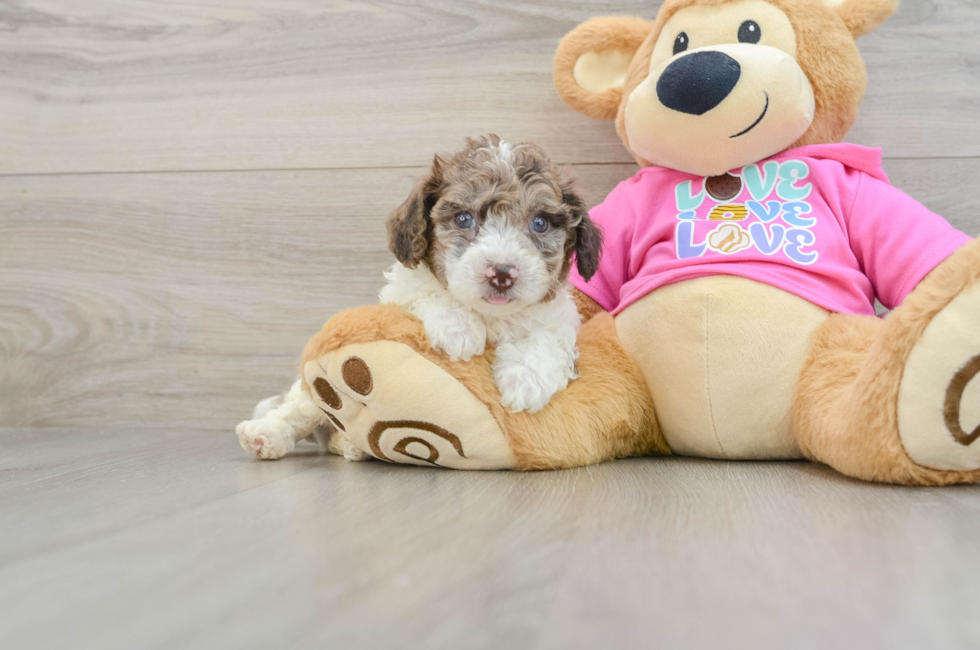 6 week old Poochon Puppy For Sale - Premier Pups