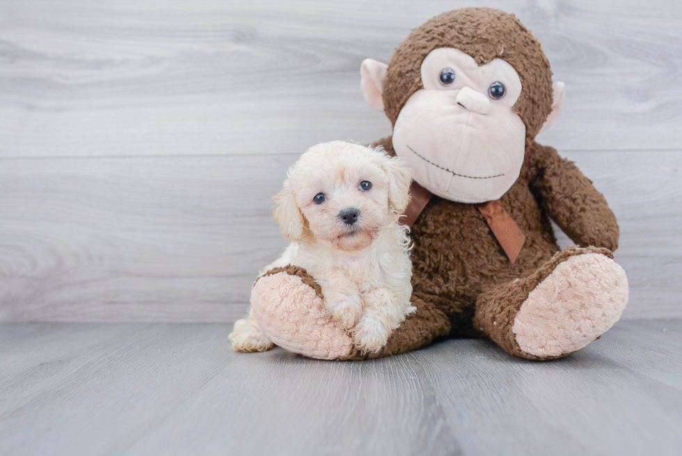 Fluffy Poochon Poodle Mix Pup