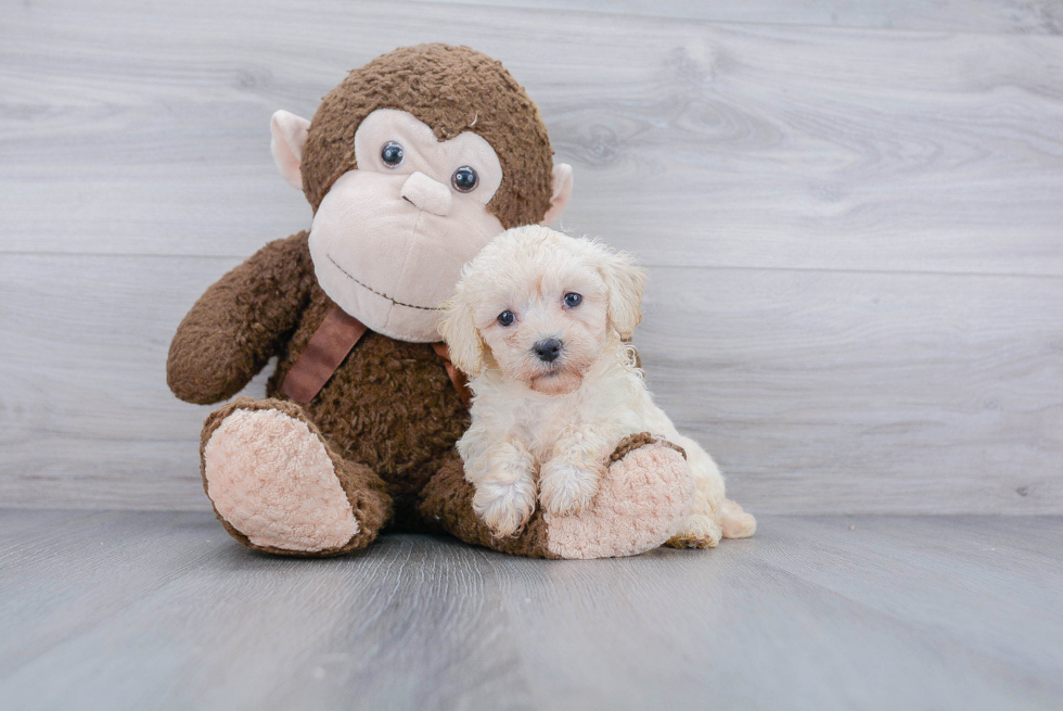 Playful Bichpoo Poodle Mix Puppy