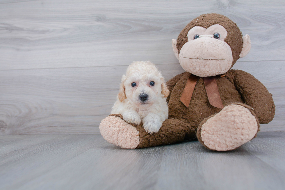 Playful Bichpoo Poodle Mix Puppy