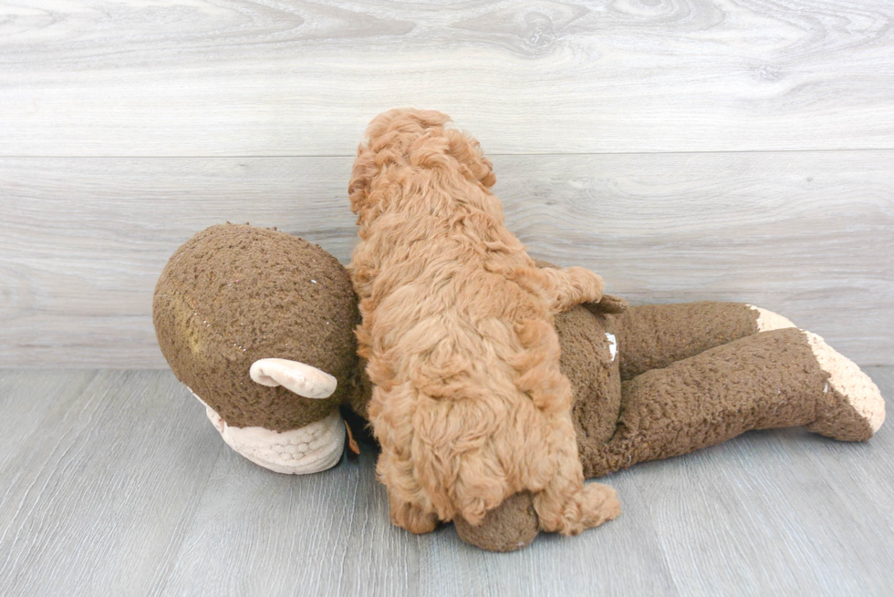 Funny Poochon Poodle Mix Pup