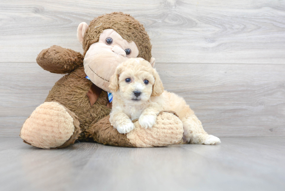 Poochon Pup Being Cute