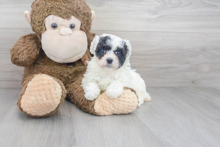 Popular Poochon Poodle Mix Pup