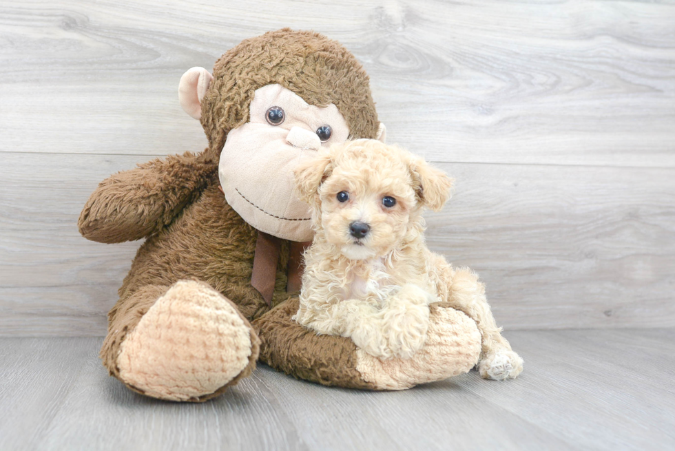 Popular Poochon Poodle Mix Pup