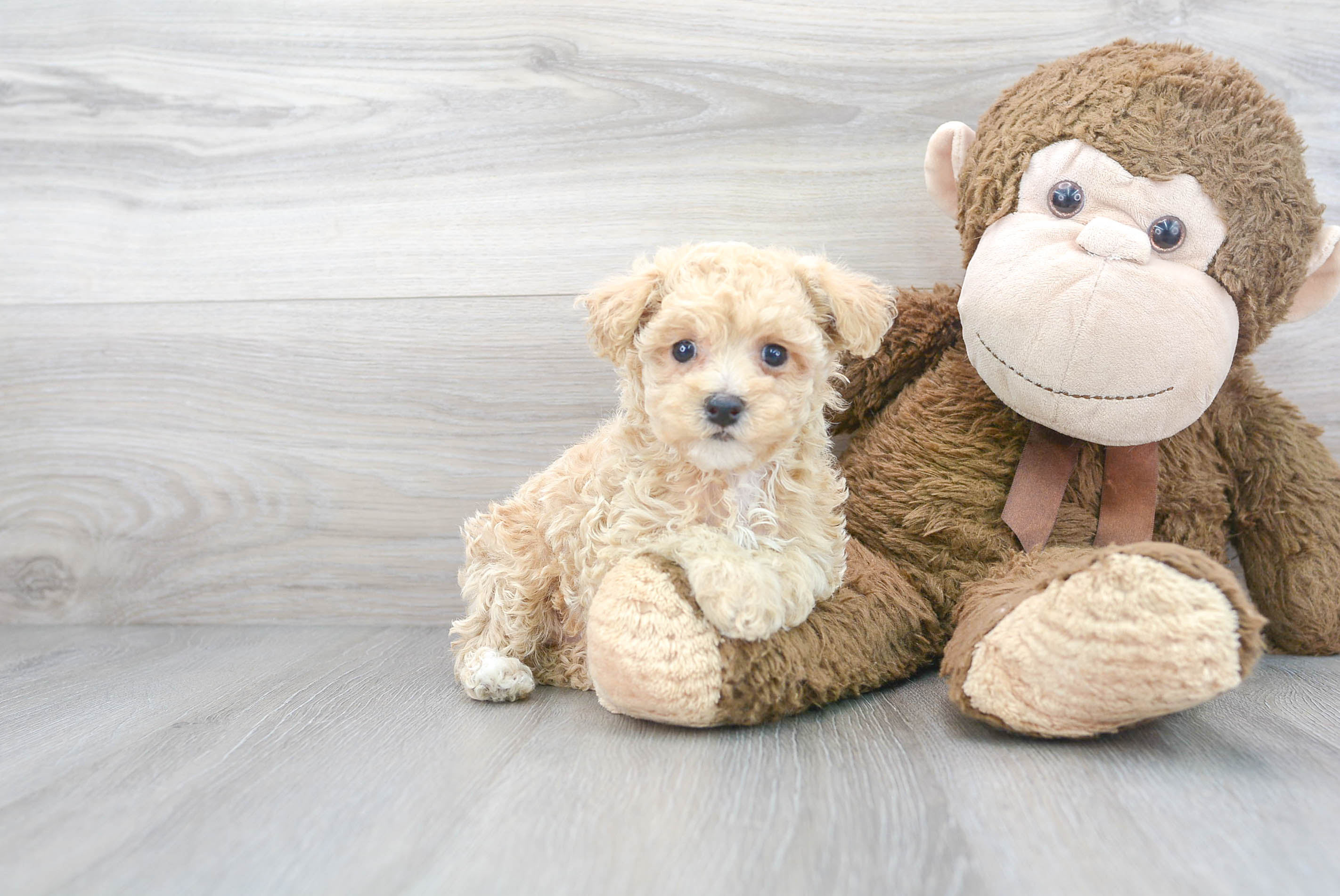 Poochon Puppy for Adoption