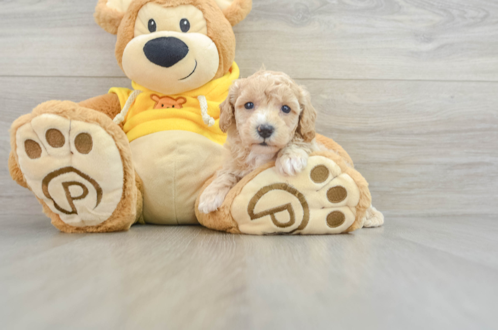 5 week old Poochon Puppy For Sale - Premier Pups