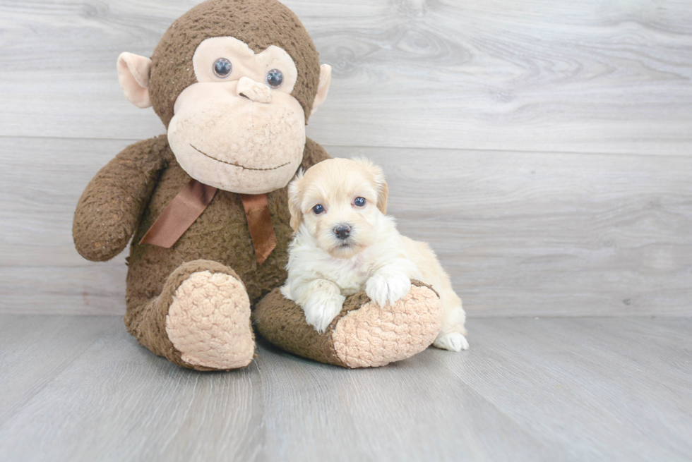 Friendly Poochon Baby