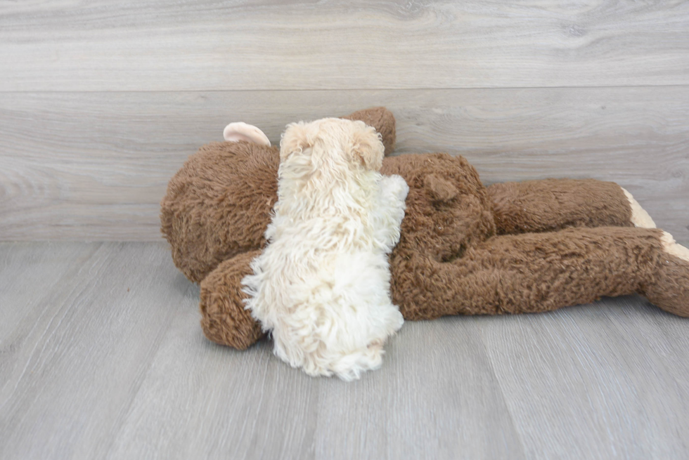 Fluffy Poochon Poodle Mix Pup