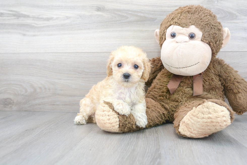 Adorable Bichpoo Poodle Mix Puppy