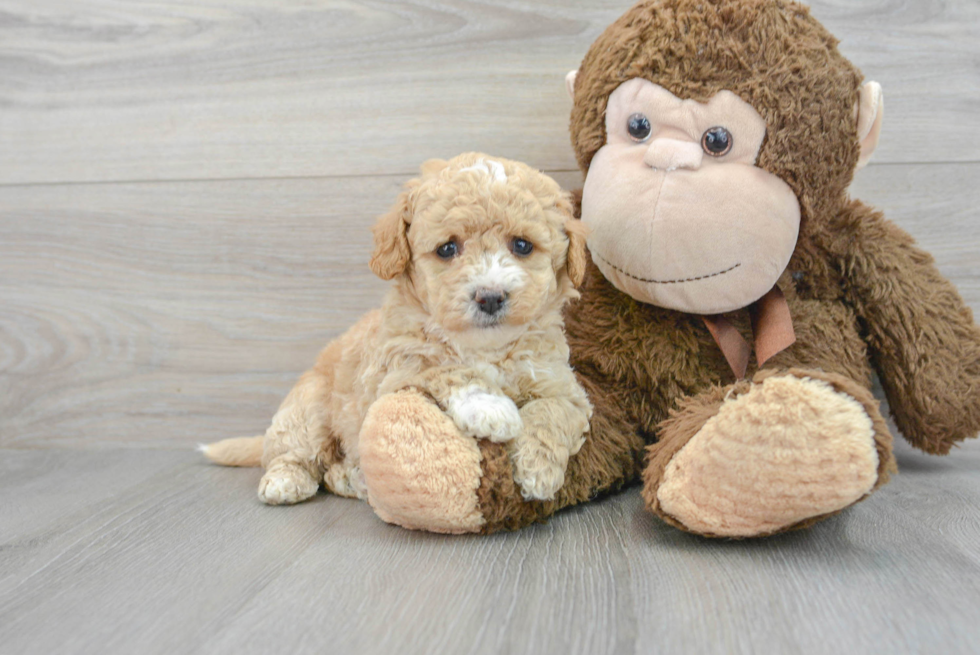 Funny Poochon Poodle Mix Pup