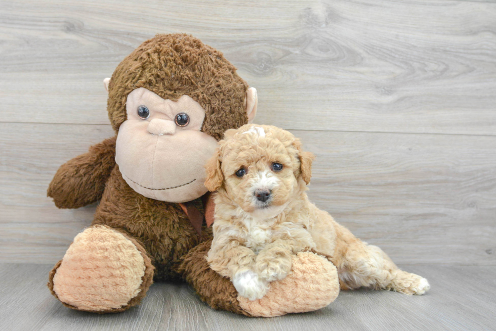 Funny Poochon Poodle Mix Pup