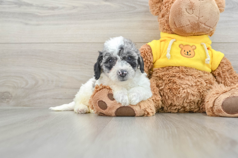 8 week old Poochon Puppy For Sale - Premier Pups