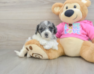 7 week old Poochon Puppy For Sale - Premier Pups