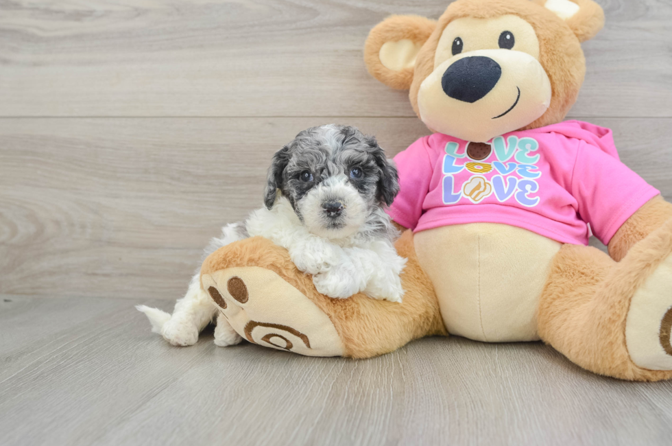 5 week old Poochon Puppy For Sale - Premier Pups