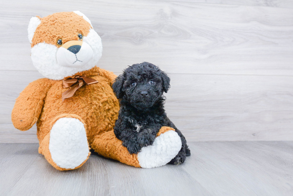 Smart Poochon Poodle Mix Pup