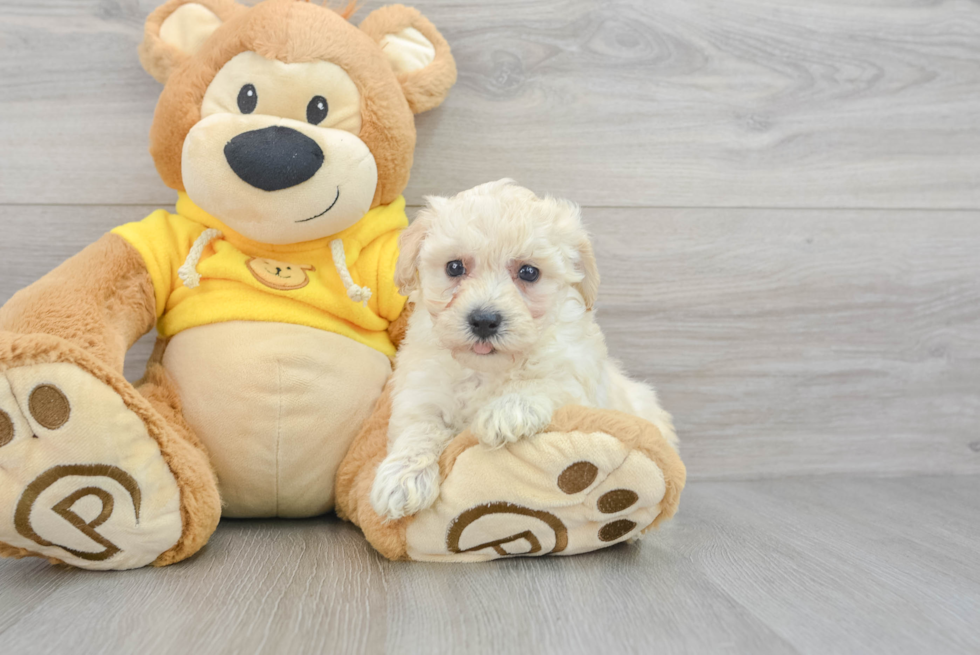 Popular Poochon Poodle Mix Pup