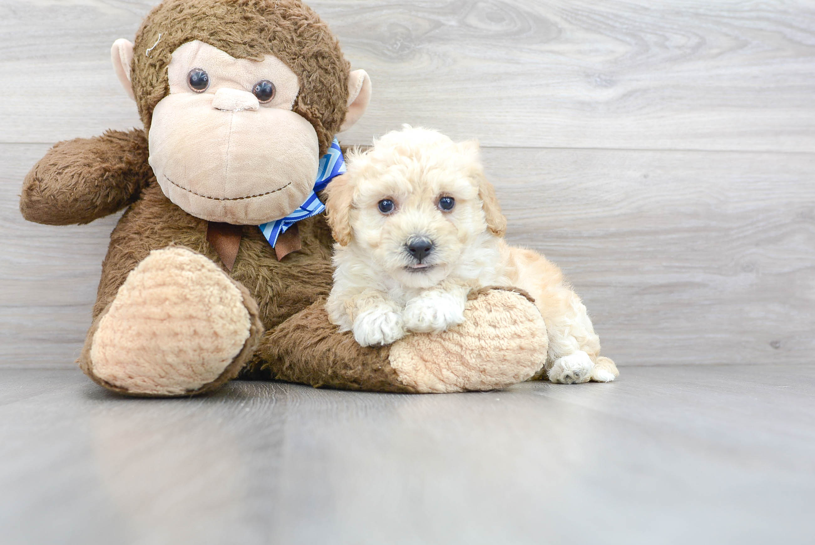 Poochon Puppy for Adoption