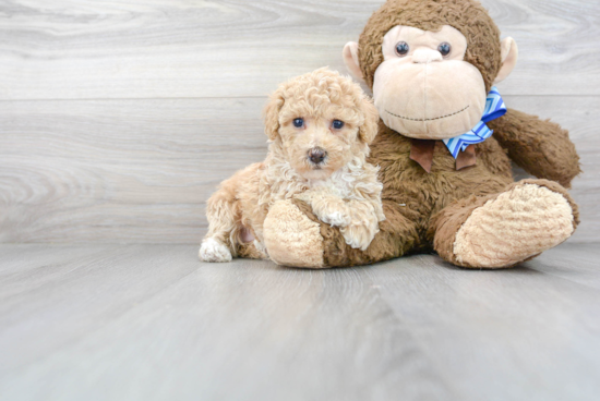 Little Bichpoo Poodle Mix Puppy