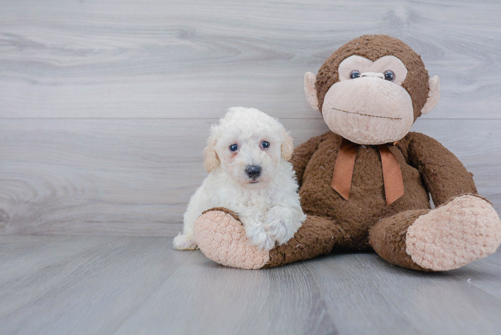 Poochon Pup Being Cute