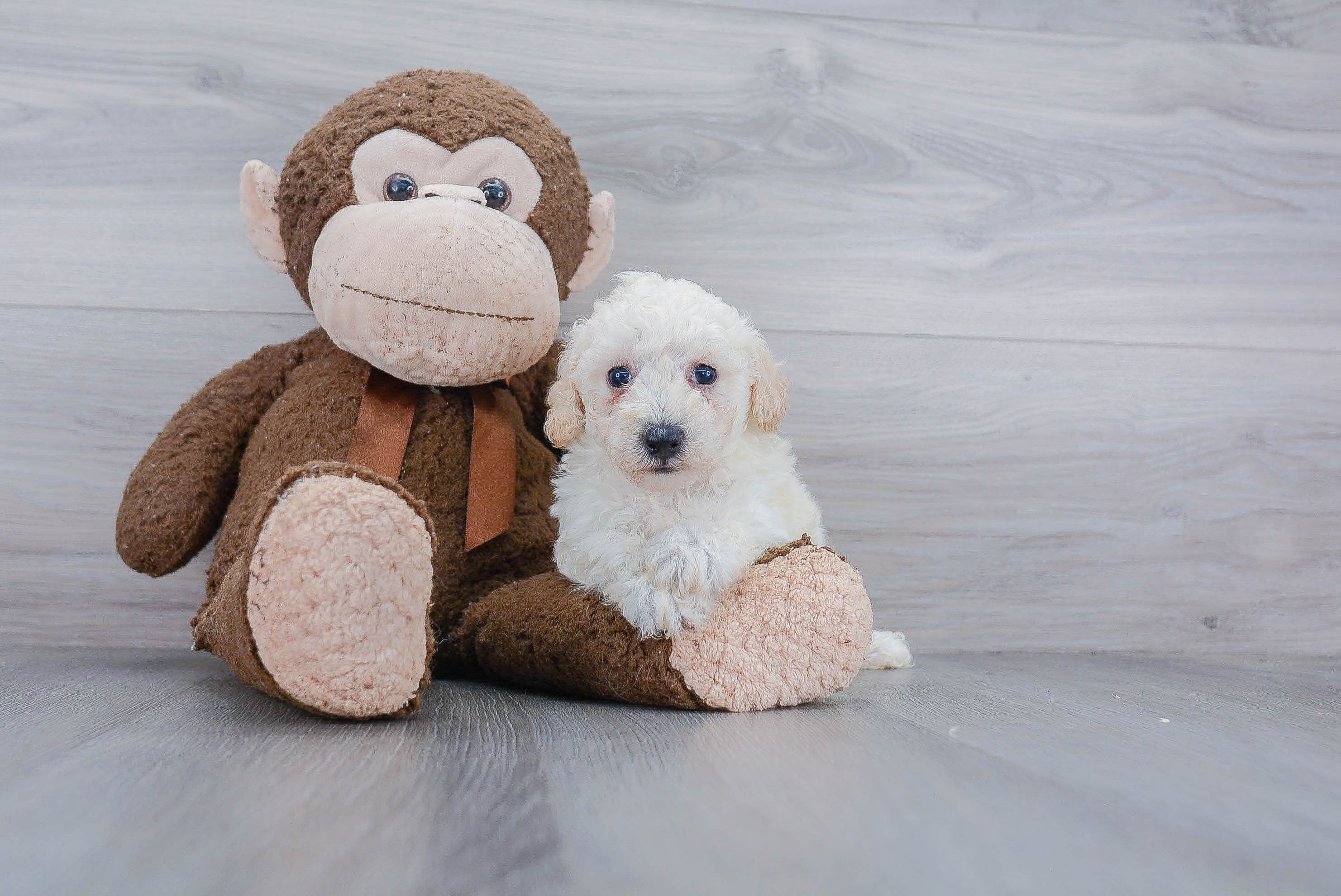 Poochon Puppy for Adoption