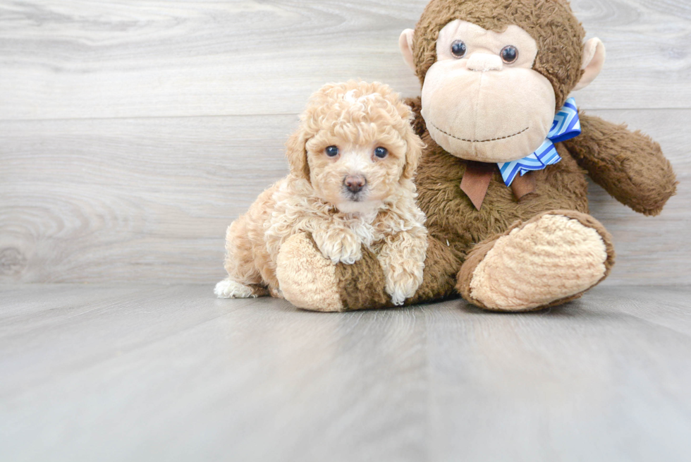 Little Bichpoo Poodle Mix Puppy