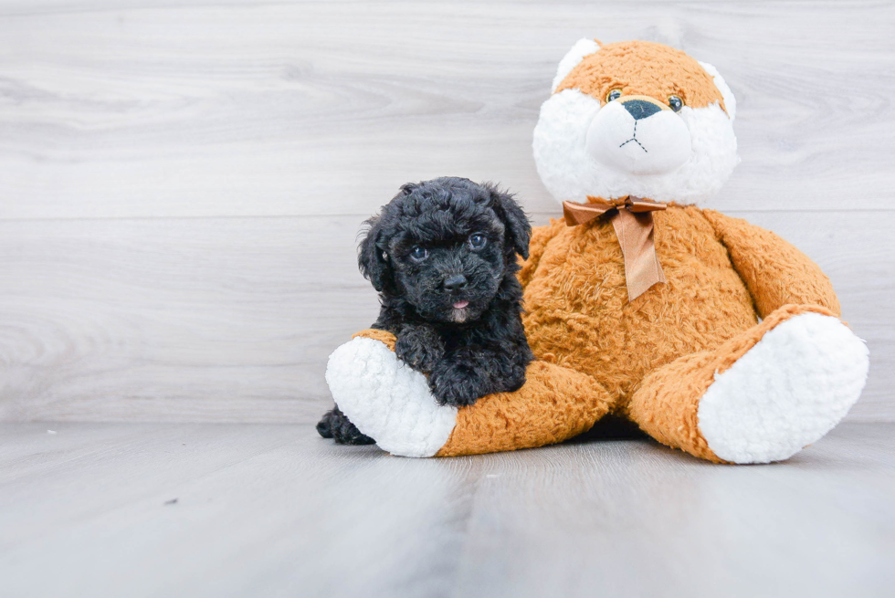 Poochon Pup Being Cute