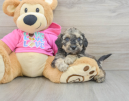 7 week old Poochon Puppy For Sale - Premier Pups