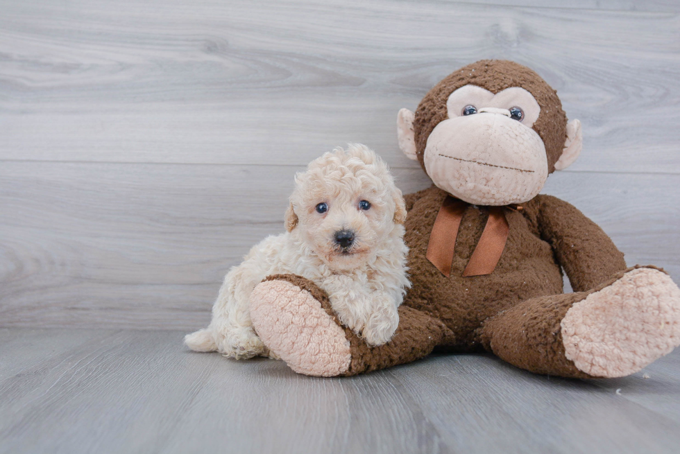 Little Bichpoo Poodle Mix Puppy