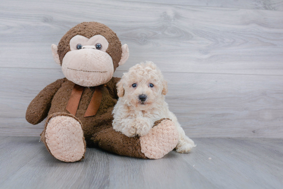 Adorable Bichpoo Poodle Mix Puppy