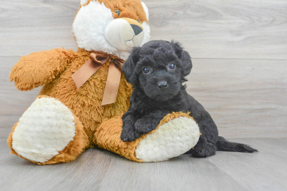 Poochon Pup Being Cute