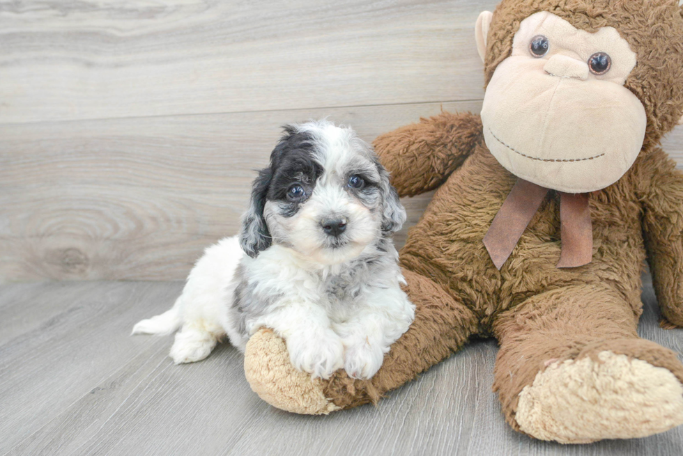 Happy Poochon Baby