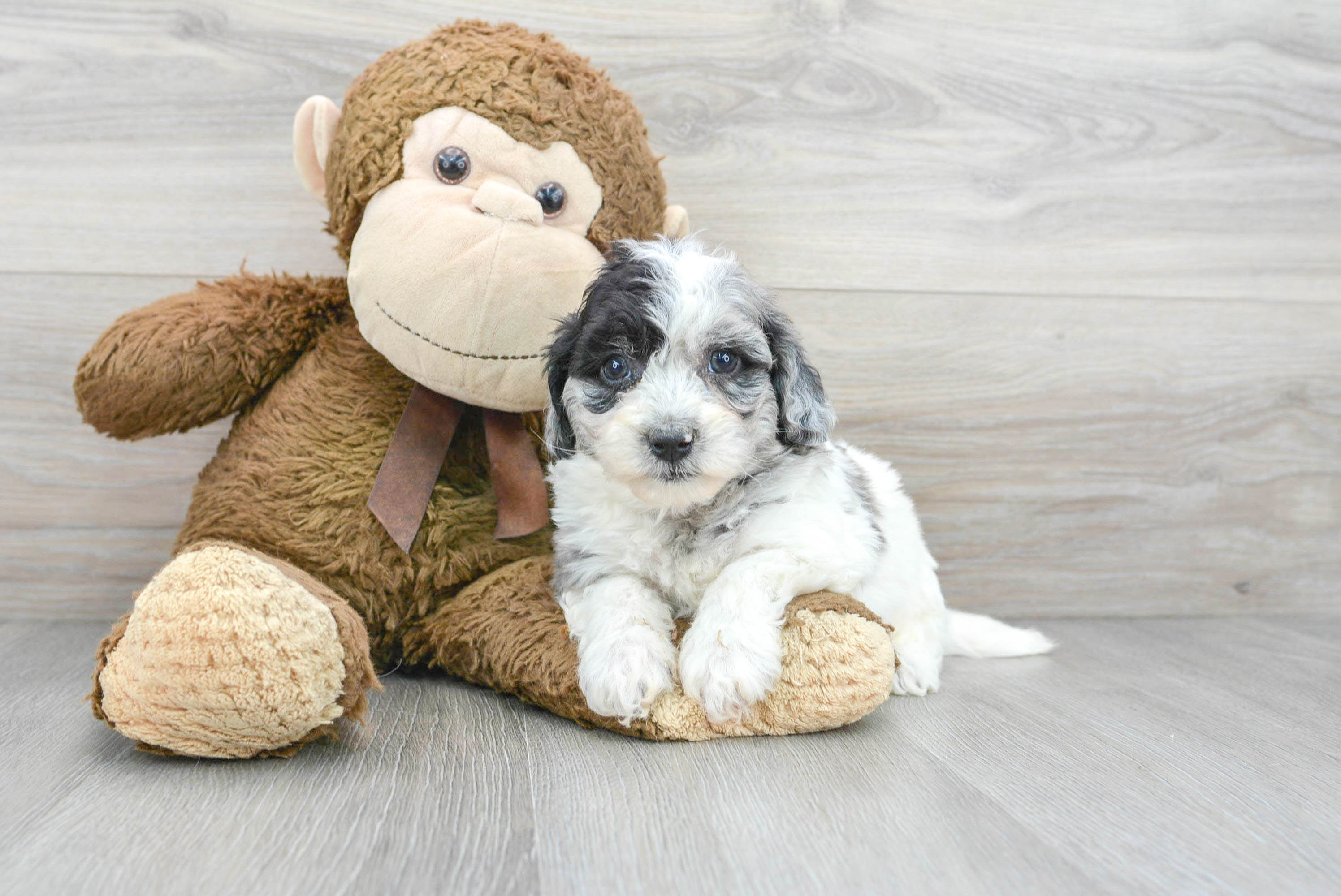 Poochon Puppy for Adoption