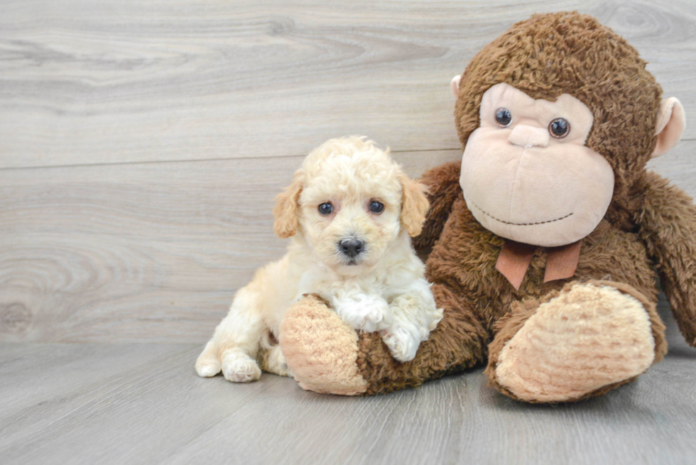 Poochon Pup Being Cute