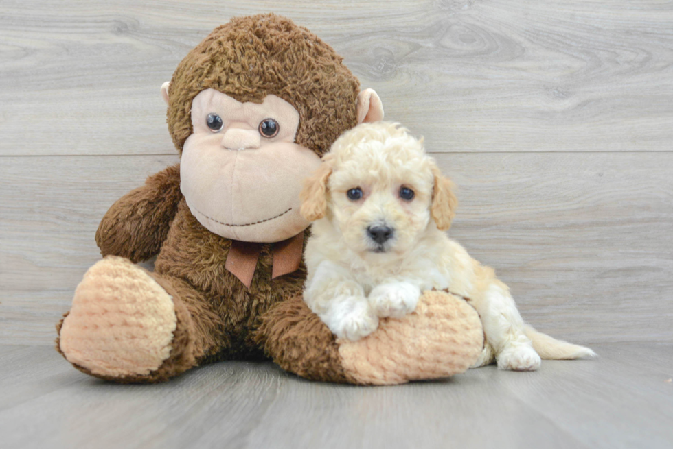 Fluffy Poochon Poodle Mix Pup