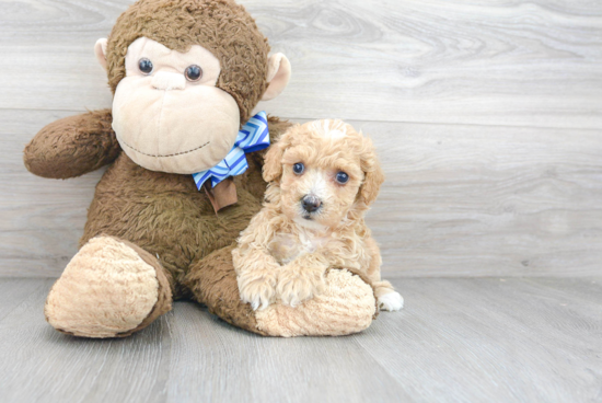 Playful Bichpoo Poodle Mix Puppy