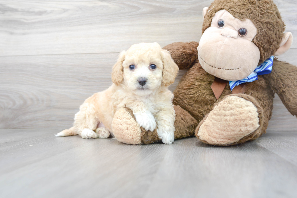 Playful Bichpoo Poodle Mix Puppy