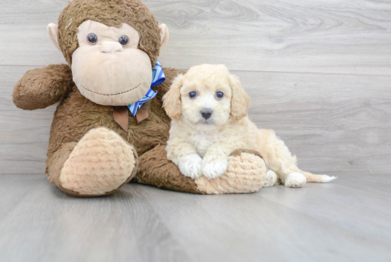 Hypoallergenic Bichpoo Poodle Mix Puppy