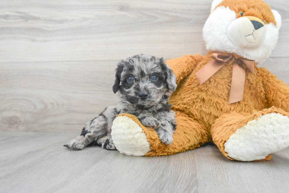 Hypoallergenic Bichpoo Poodle Mix Puppy