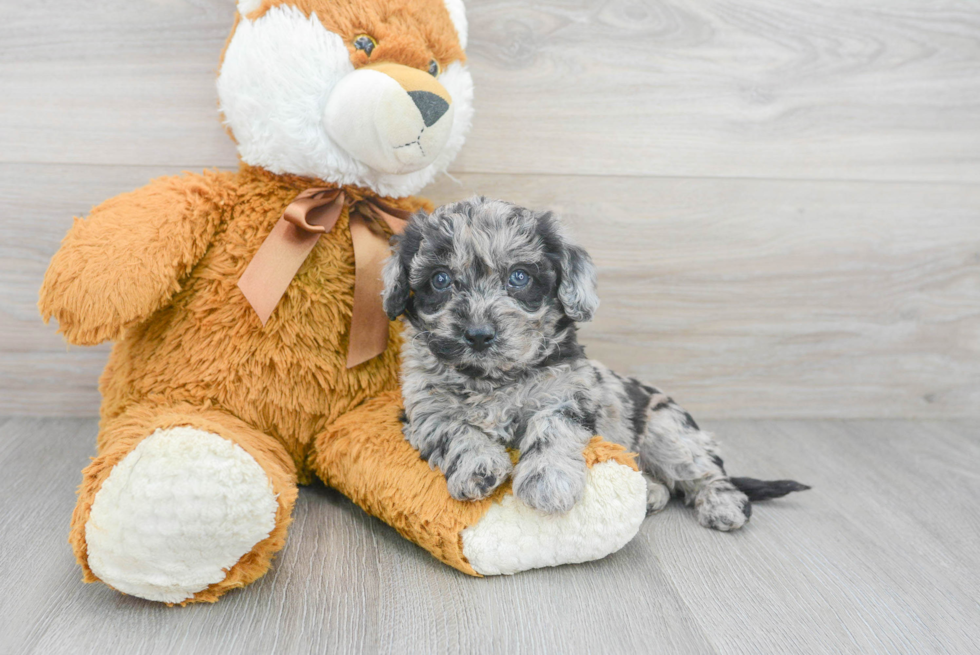 Poochon Pup Being Cute