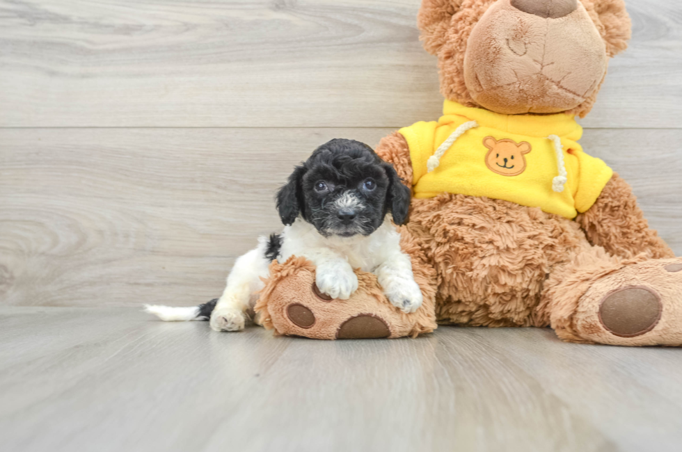 8 week old Poochon Puppy For Sale - Premier Pups