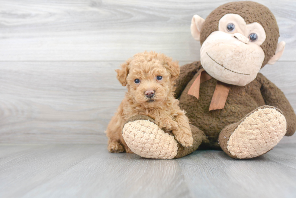 Friendly Poochon Baby