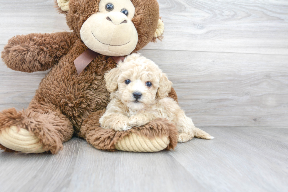 Adorable Bichpoo Poodle Mix Puppy