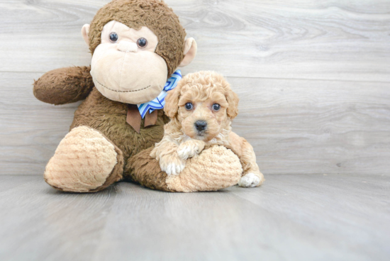 Smart Poochon Poodle Mix Pup