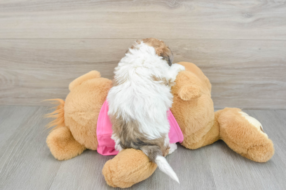 Popular Poochon Poodle Mix Pup