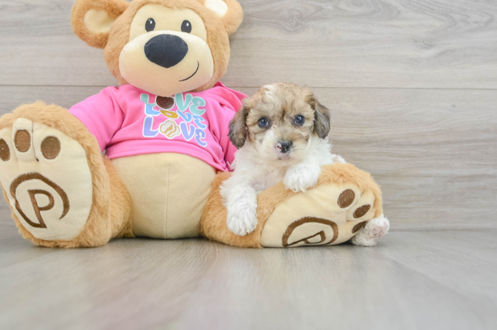 5 week old Poochon Puppy For Sale - Premier Pups