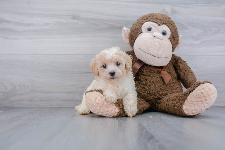 Petite Poochon Poodle Mix Pup