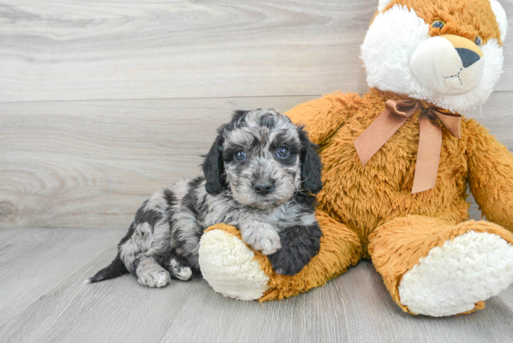 Energetic Bichpoo Poodle Mix Puppy