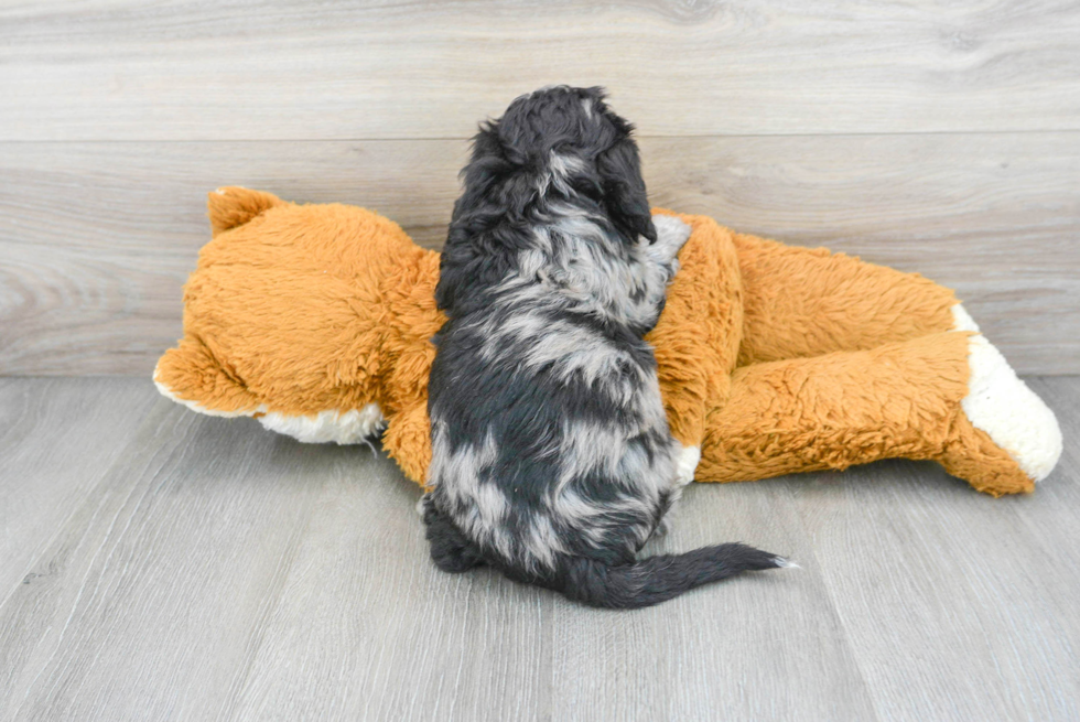 Poochon Pup Being Cute